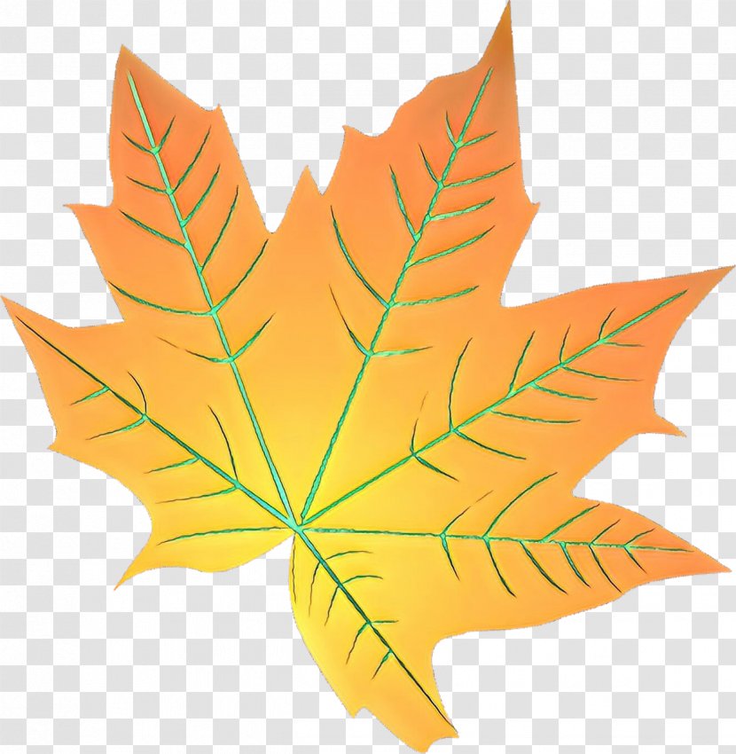 Maple Leaf - Plant - Sweet Gum Flowering Transparent PNG