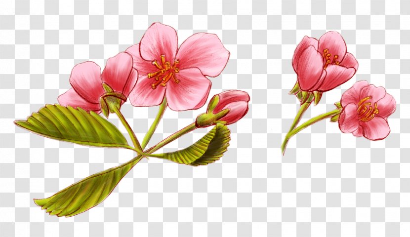 Wildflower Graphic Novel Plant Stem Petal - Sinopsi - Wildflowers Watercolor Transparent PNG