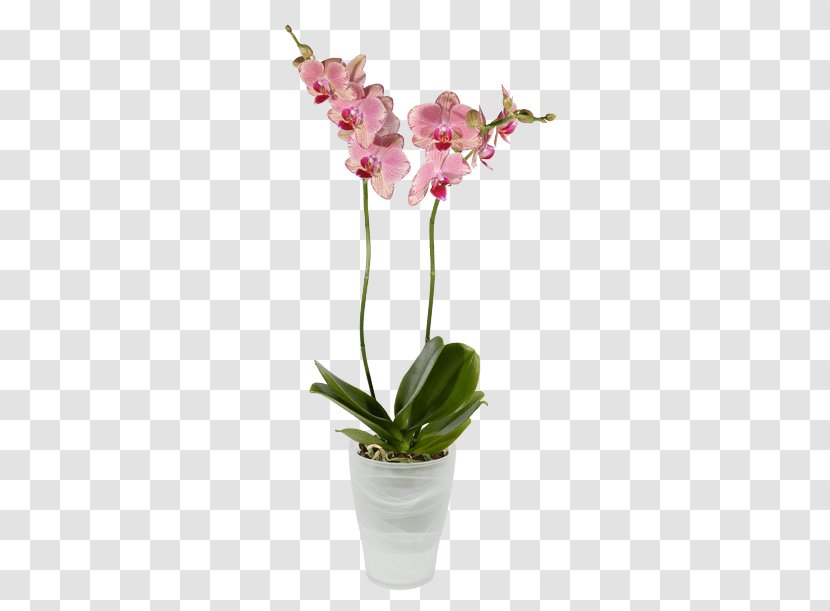Moth Orchids Dendrobium Cut Flowers - Pink - Flower Transparent PNG