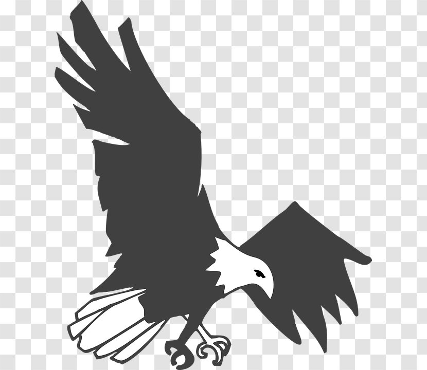 Bald Eagle Golden Clip Art - Monochrome Photography - Vogelschwarz Transparent PNG