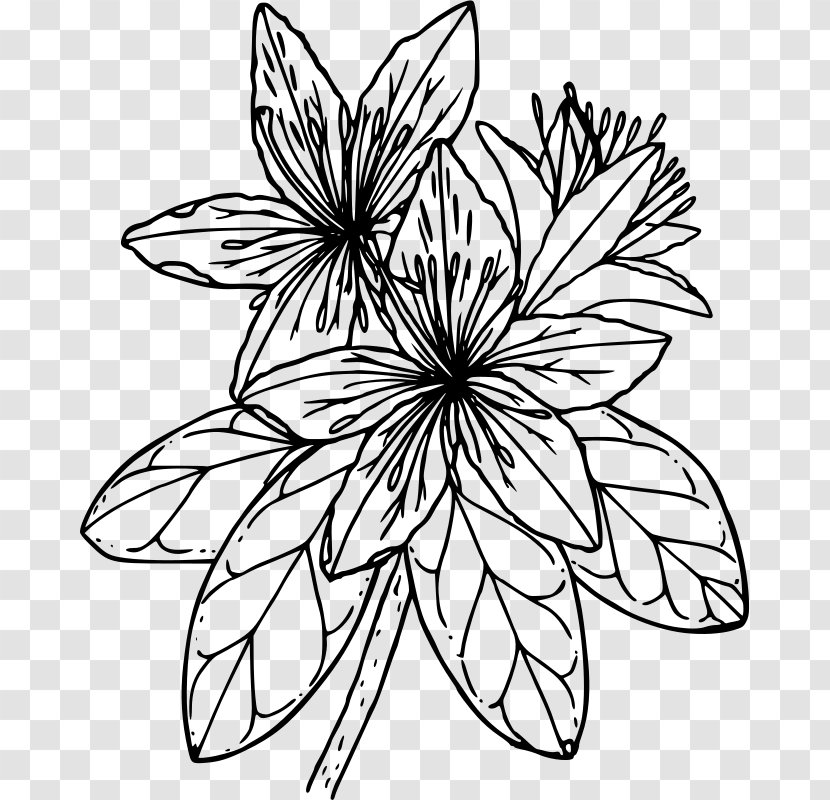 Azalea Drawing Coloring Book Clip Art - Black And White - Red Flower Transparent PNG