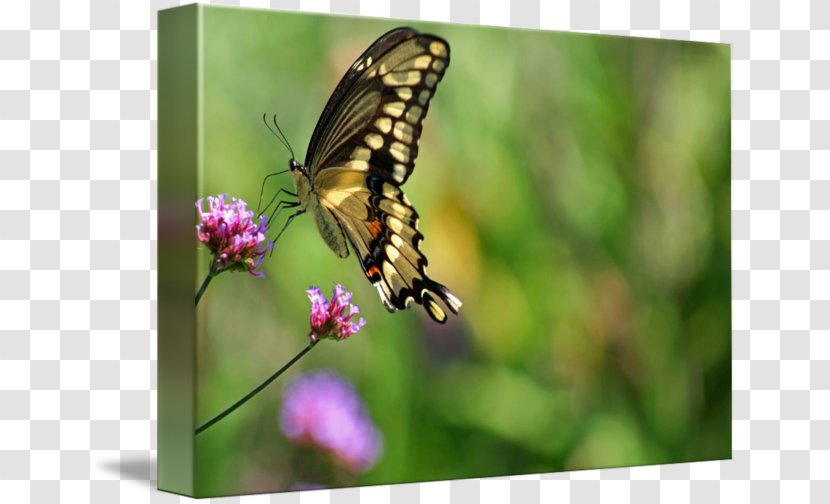 Monarch Butterfly Pieridae Lycaenidae Moth - Moths And Butterflies - Glossy Butterflys Transparent PNG