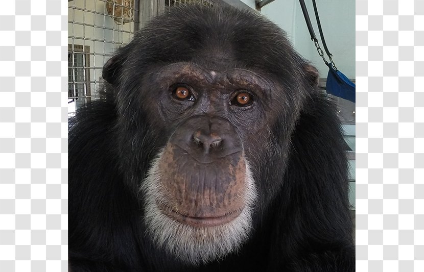 Common Chimpanzee Gorilla Primate Monkey Fauna - Wildlife Transparent PNG