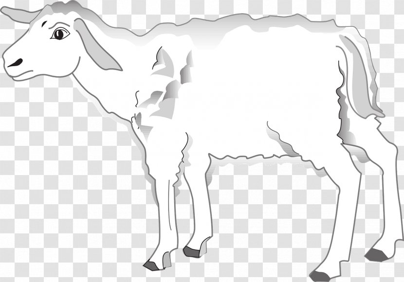 Sheep Cattle Goat - Monochrome Photography - Lamb Transparent PNG