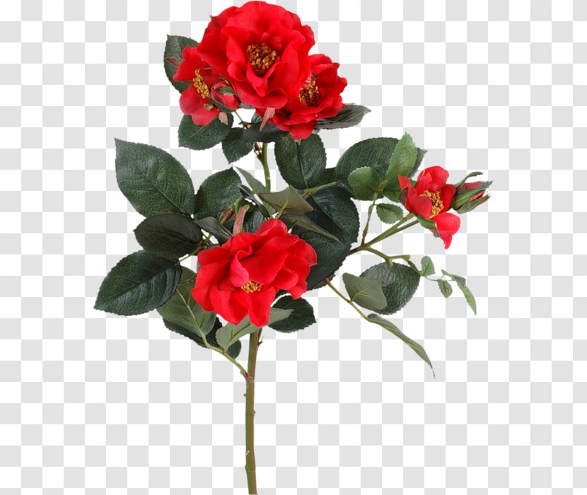 Garden Roses Flower Floribunda Japanese Camellia Plant Stem - Shrub - Mandy Rose Transparent PNG