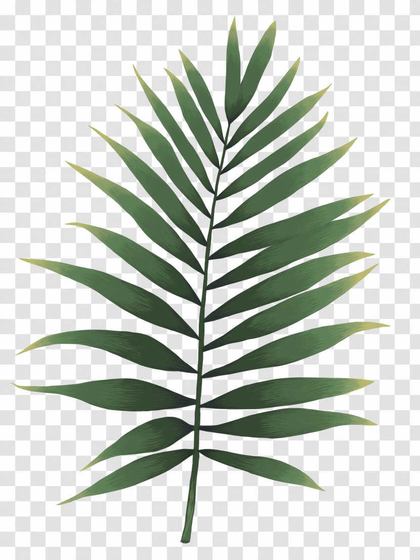 Watercolor Painting Leaf Fern Watercolor: Flowers Image - Palm Tree Transparent PNG