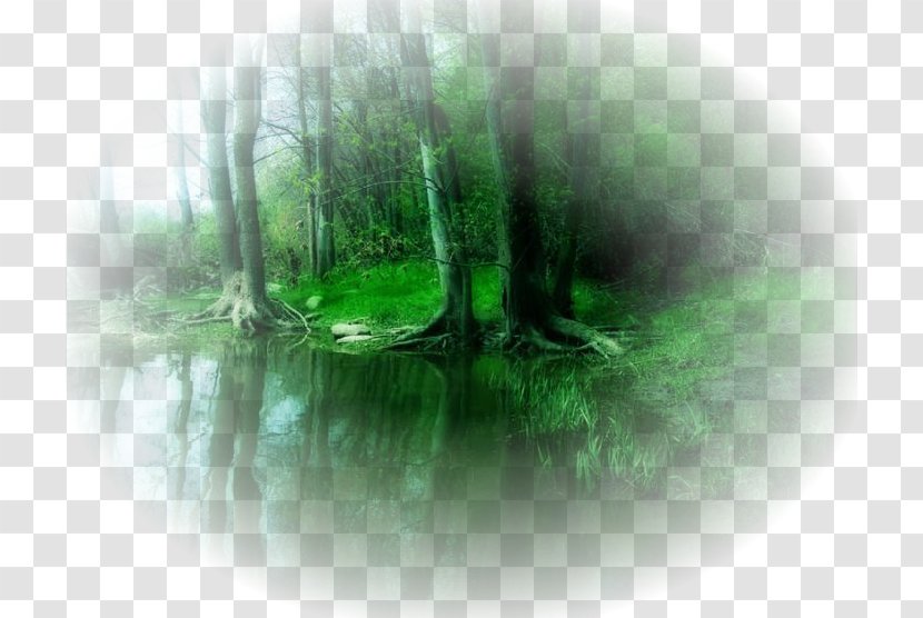 United States National Forest En El Bosque Tree Inundaciones Transparent PNG