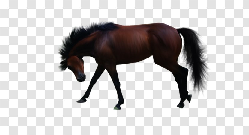 Pony American Paint Horse Clip Art - Stallion - Colt Transparent PNG