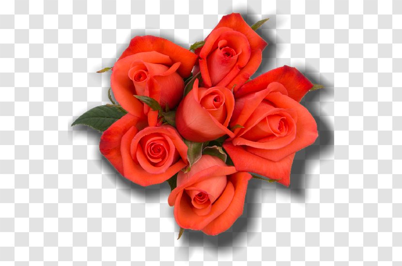 Garden Roses Cut Flowers Rosaceae - Salmon Color - SALMON Transparent PNG