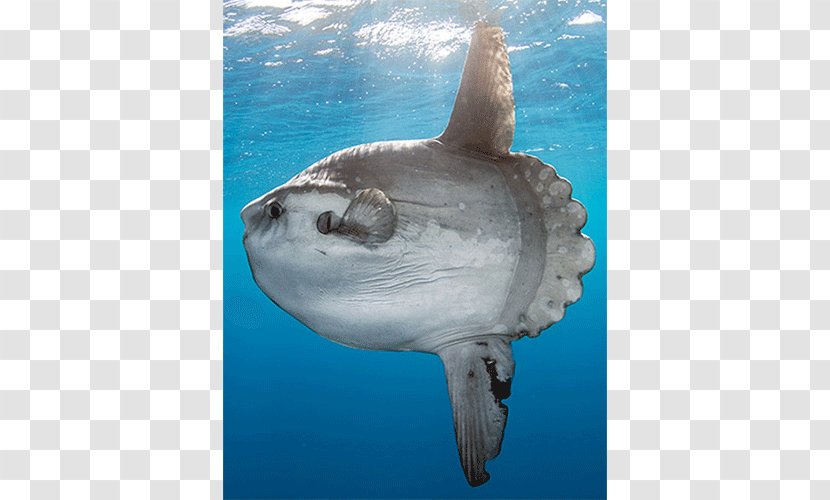 Shark Ocean Sunfish Bony Fishes Sea Lion - Requiem Transparent PNG