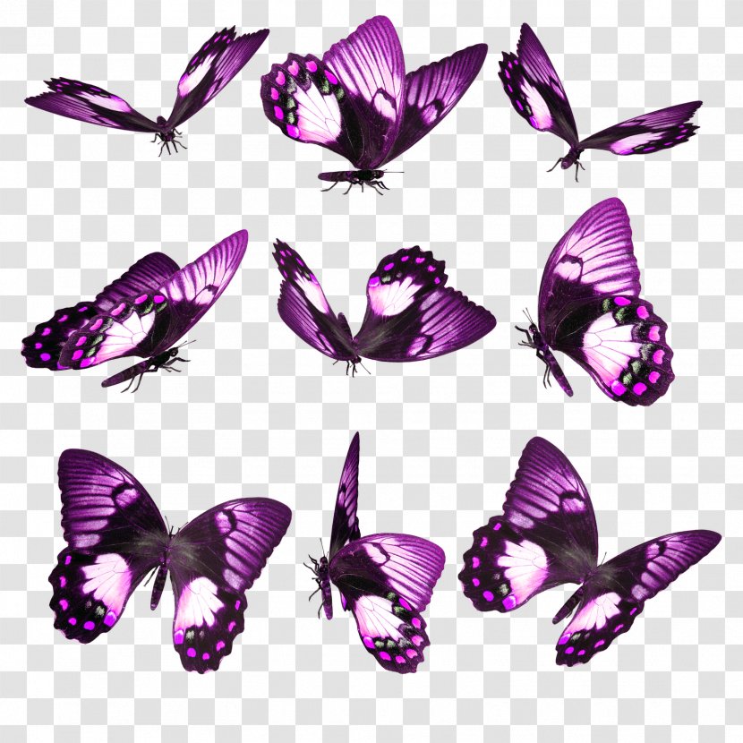 Butterfly Desktop Wallpaper Android - Moths And Butterflies Transparent PNG