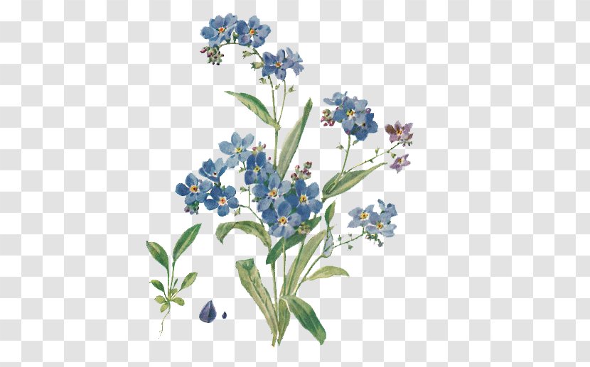 Myosotis Sylvatica Alpestris Botany Botanical Illustration Flower - Wildflower Transparent PNG