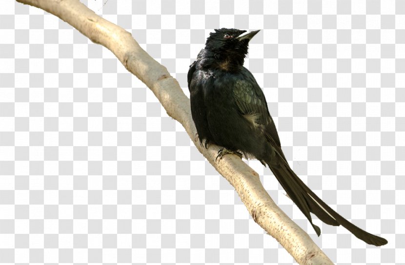 Crows Bird Download - Cuculiformes - Crow Transparent PNG
