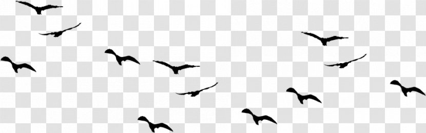 Bird Clip Art Vector Graphics Gulls - Flying Clipart Transparent PNG