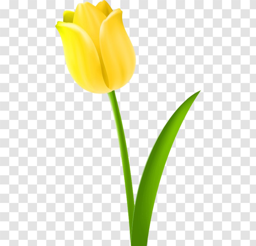 Yellow Clip Art - Bud - Tulip Petals Transparent PNG