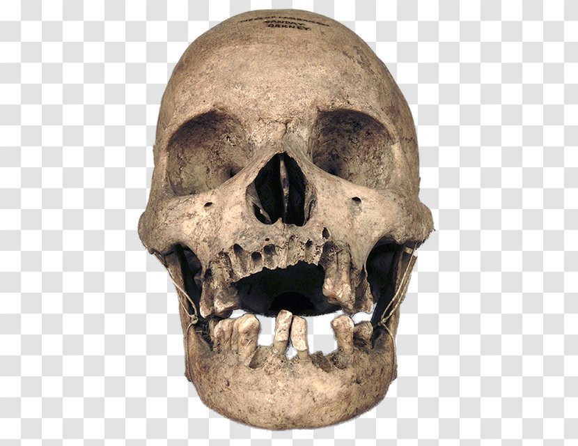 Skull Bone Human Skeleton Anatomy Transparent PNG