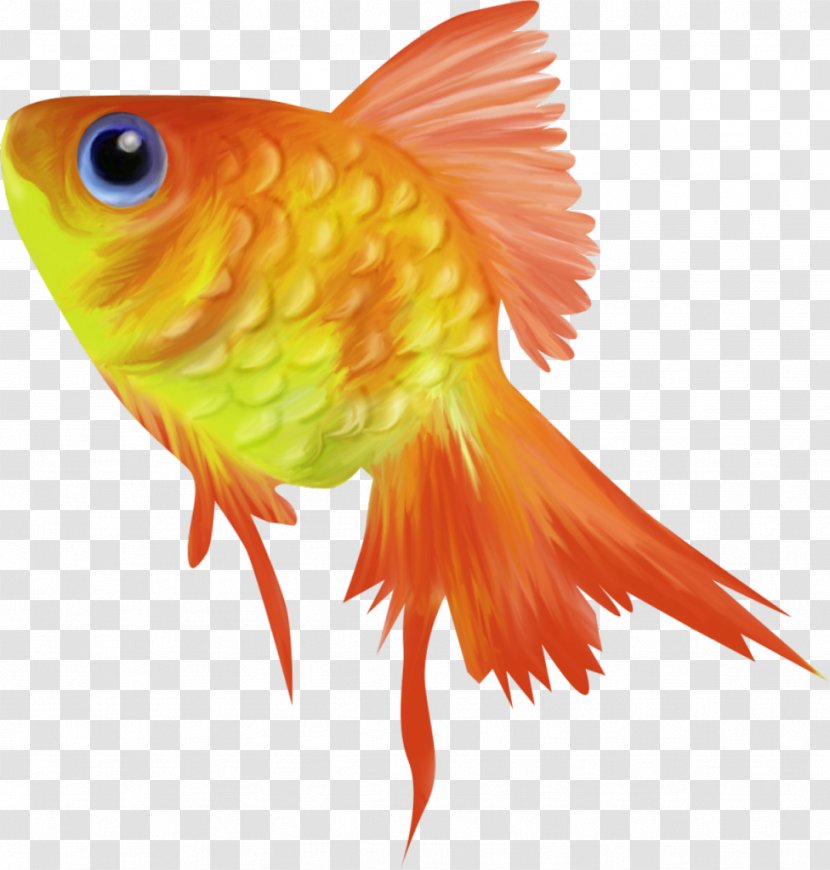 Goldfish Animation Clip Art - Organism Transparent PNG
