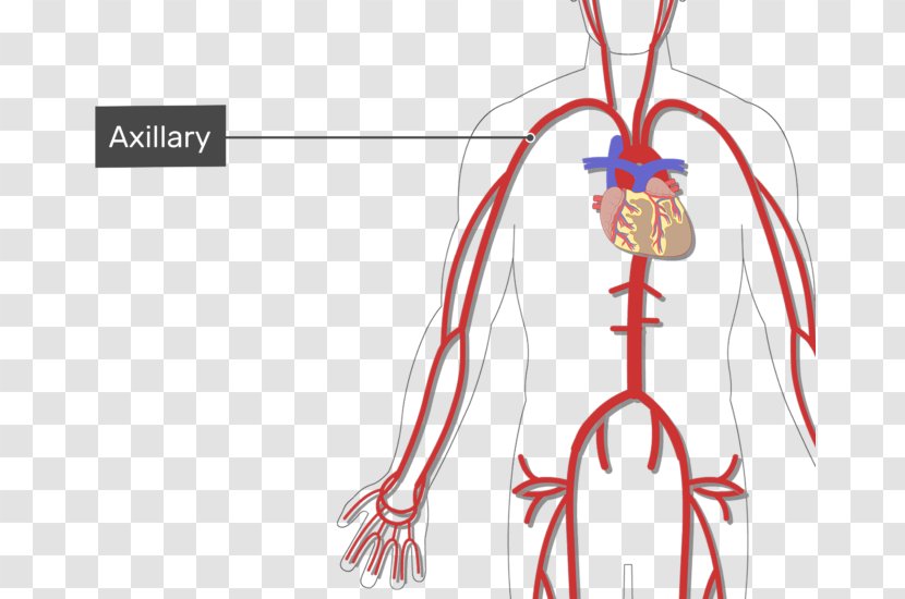 Subclavian Artery Vein Arm Human Body - Cartoon Transparent PNG