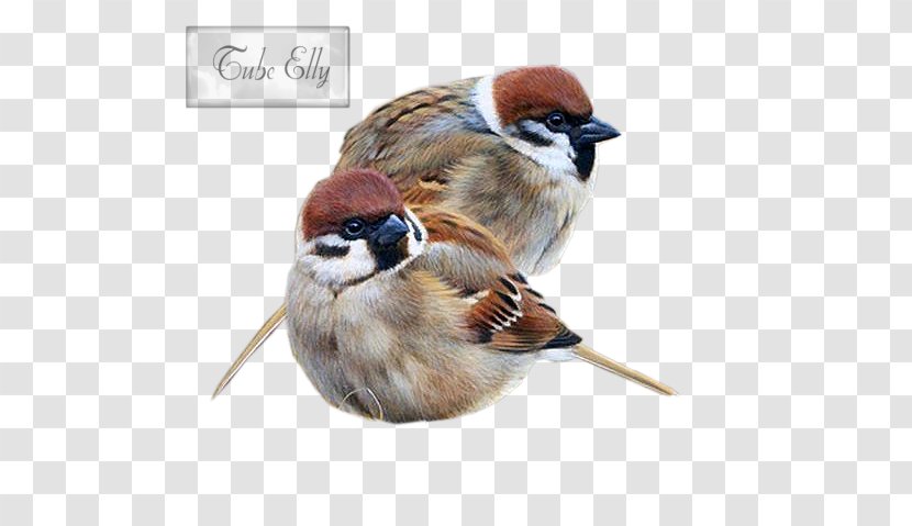 Bird House Sparrow Painting Drawing Art - Feather Transparent PNG