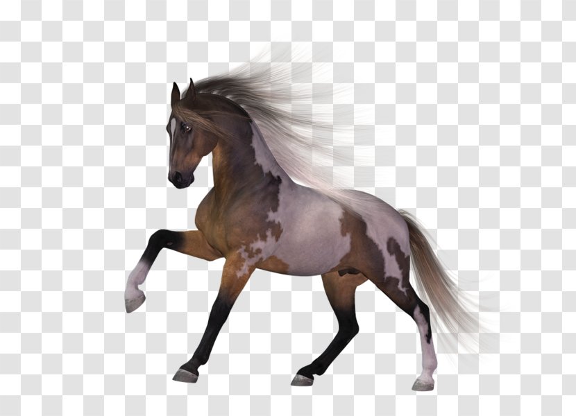 Mane Mare Pony Stallion Mustang - Bridle Transparent PNG