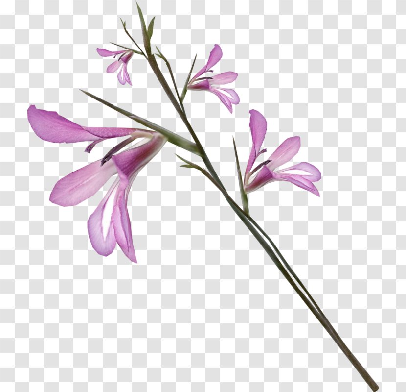 Flower Clip Art - Magenta - Purple Flowers Transparent PNG