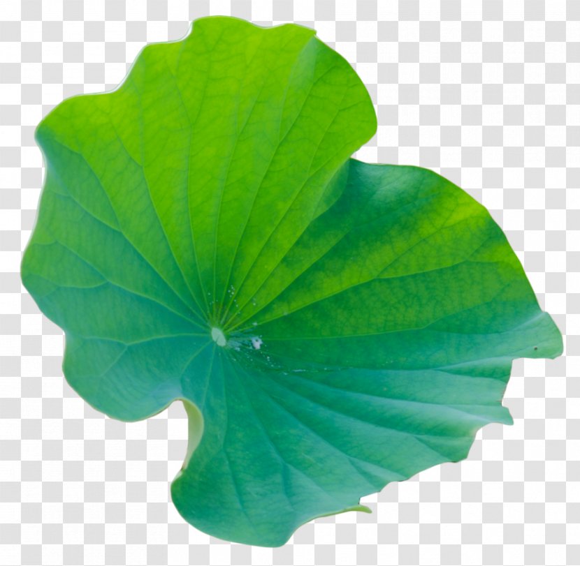 Leaf Green Petal Annual Plant - Big Transparent PNG