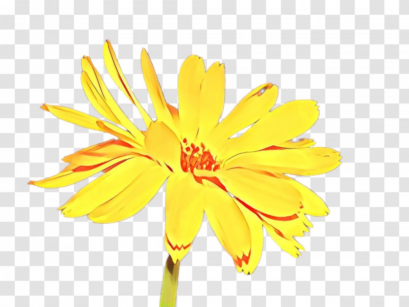 Flowers Background - Sunflower - Gerbera Cut Transparent PNG