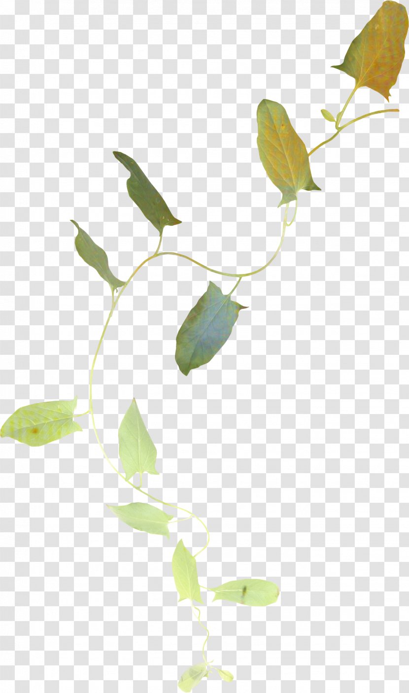 Tree Drawing - Plants - Pedicel Plant Transparent PNG