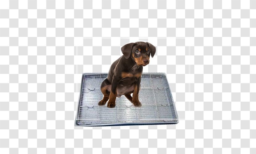 Dog Puppy Carpet Cleaning Transparent PNG