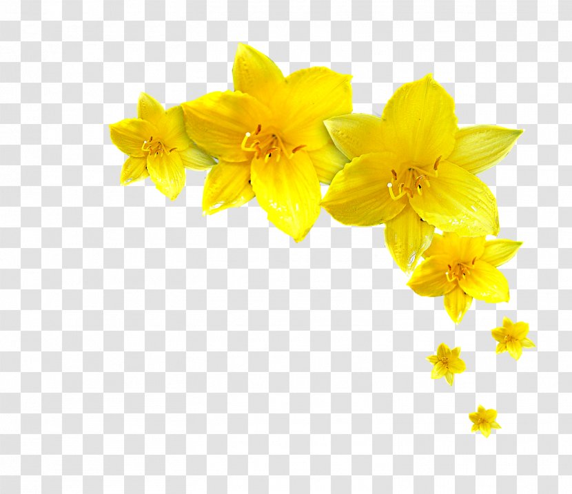 Narcissus Jonquilla Flower Television Show TV Kutno - Daffodil - Kwiaty Transparent PNG