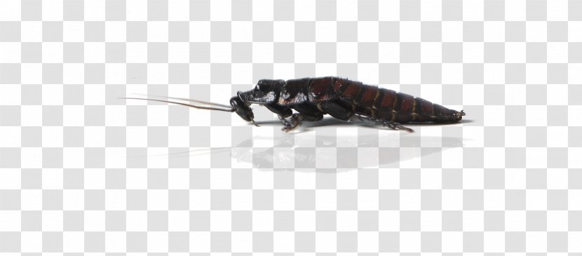 Cockroach Reptile Turtle Alligator Insect - Party Transparent PNG