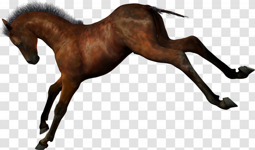 Ferghana Horse Stallion Foal Clip Art - Supplies - Arabian Transparent PNG
