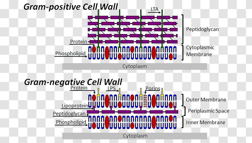 Bacterial Cell Structure Wall Gram-positive Bacteria Gram-negative - Grampositive Transparent PNG