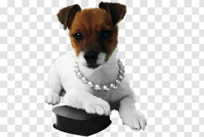 Jack Russell Terrier Parson Miniature Fox Puppy Dog Breed Transparent PNG