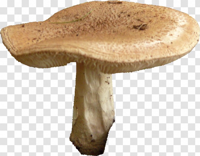 Edible Mushroom Pleurotus Eryngii Common - Medicinal Transparent PNG