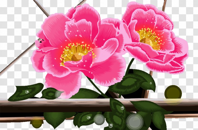 Peony - Rose Family - Blossom Transparent PNG