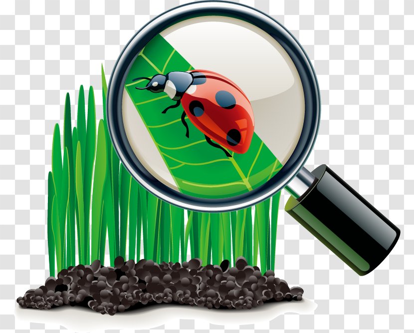 Beauty Object Icon - Ball - Ladybug Land Leaf Painted Magnifier Transparent PNG