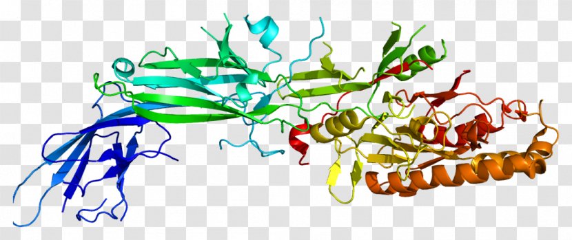 PADI4 Anti–citrullinated Protein Antibody Histone Gene - Tree - Watercolor Transparent PNG