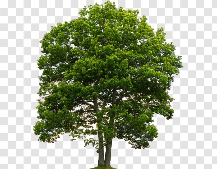 Quercus Suber Tree Northern Red Oak National Hardwood Lumber Association - Plane Family Transparent PNG