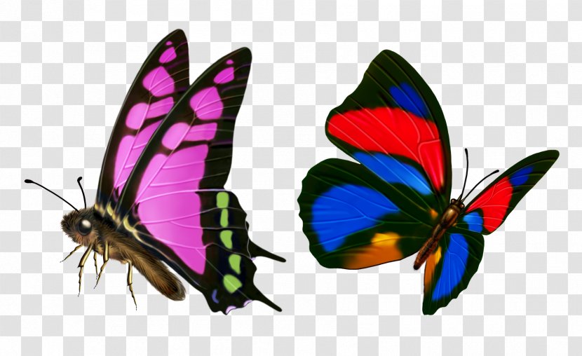 Butterfly Transparency And Translucency Icon - Animation - Flower Transparent PNG