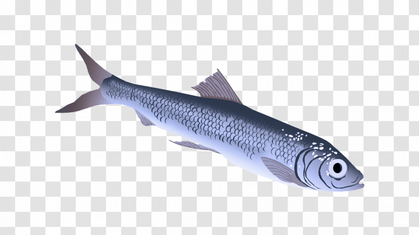 Fish Fish Oily Fish Forage Fish Bony-fish Transparent PNG