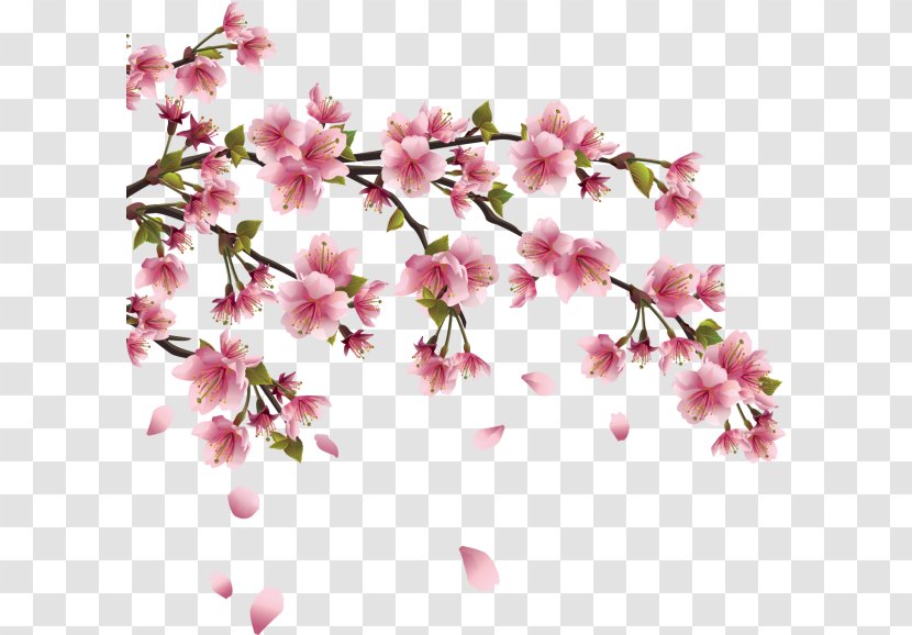 Cherry Blossom Vector Graphics Japan Transparent PNG