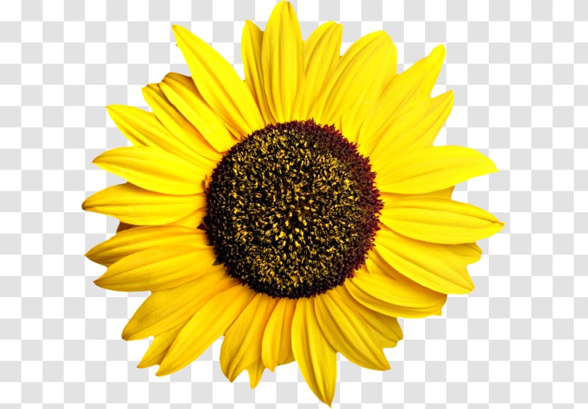 Common Sunflower Seed - Sunflowers Transparent PNG