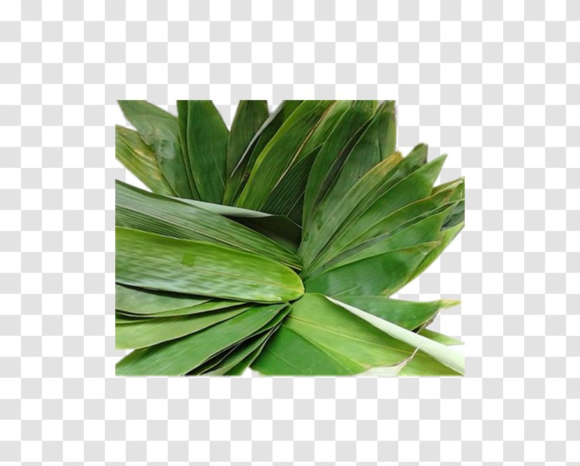 Leaf Zongzi Bamboo - Lossless Compression - Leaves Picture Material Transparent PNG