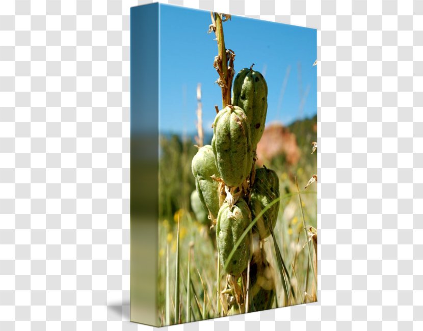 Barbary Fig Plant Stem - Prickly Pear - Yucca Transparent PNG