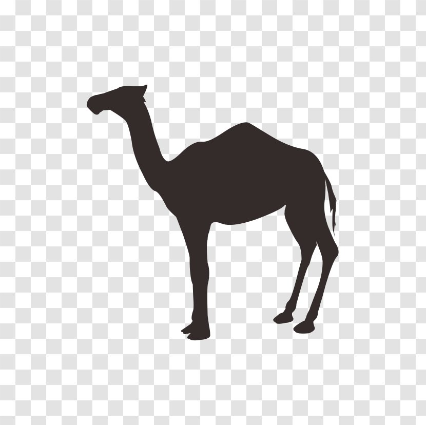 Dromedary Camel Milk Stock Photography Desert Illustration Transparent PNG