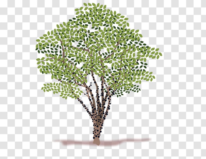 Clip Art Image Tree Vector Graphics - Branch Transparent PNG