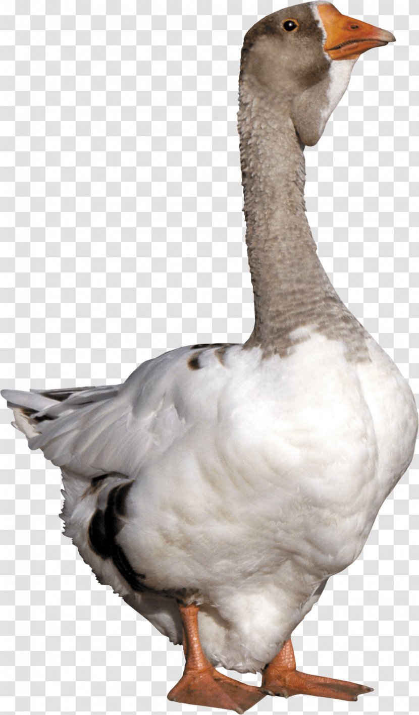 Goose Duck - Fowl - Image Transparent PNG