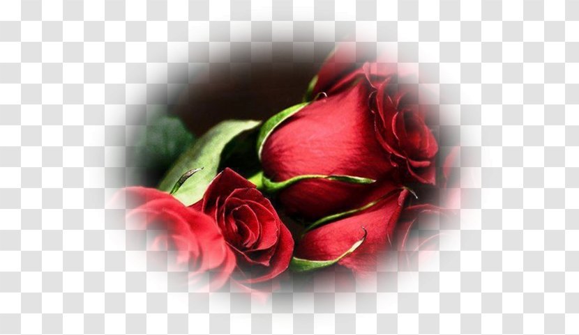 Garden Roses Flower Bouquet Valentine's Day - Floristry - Red Transparent PNG