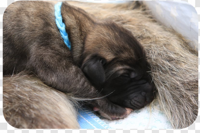Dog Breed Puppy Irish Wolfhound Rare (dog) Ballroth Hills - Wolfdog - Irischer Wolfshund Transparent PNG